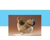 Poultry Application